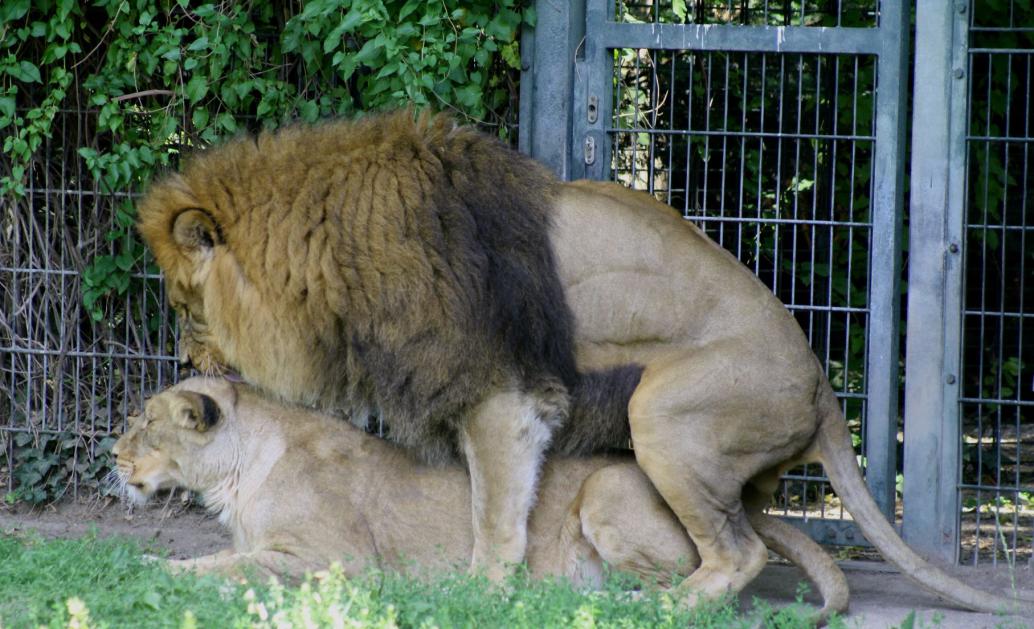 Löwenliebe 12
