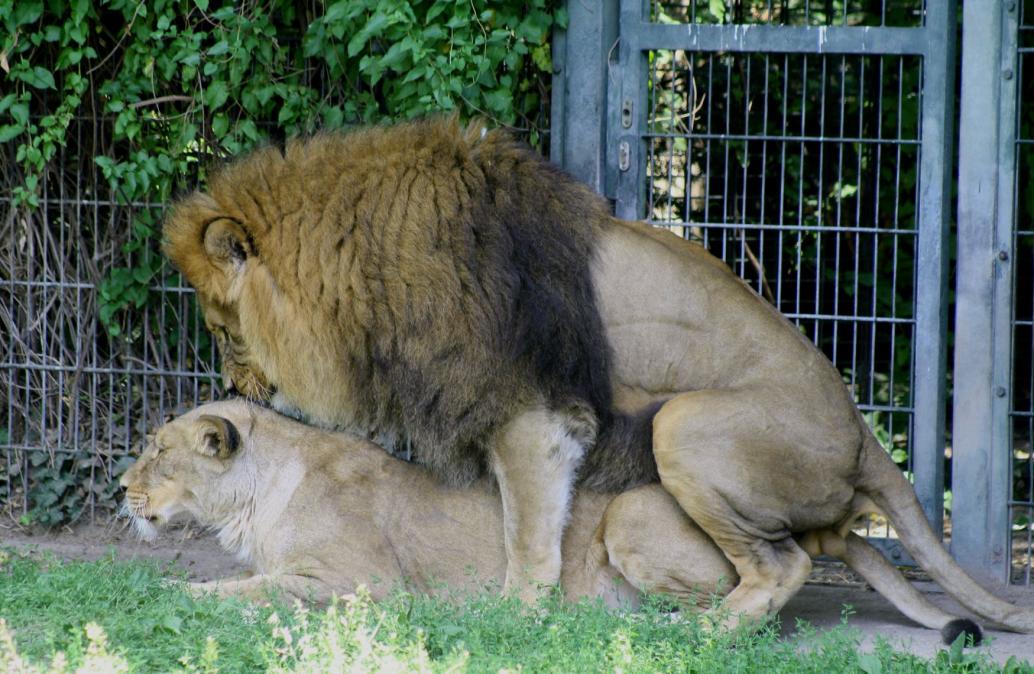 Löwenliebe 13