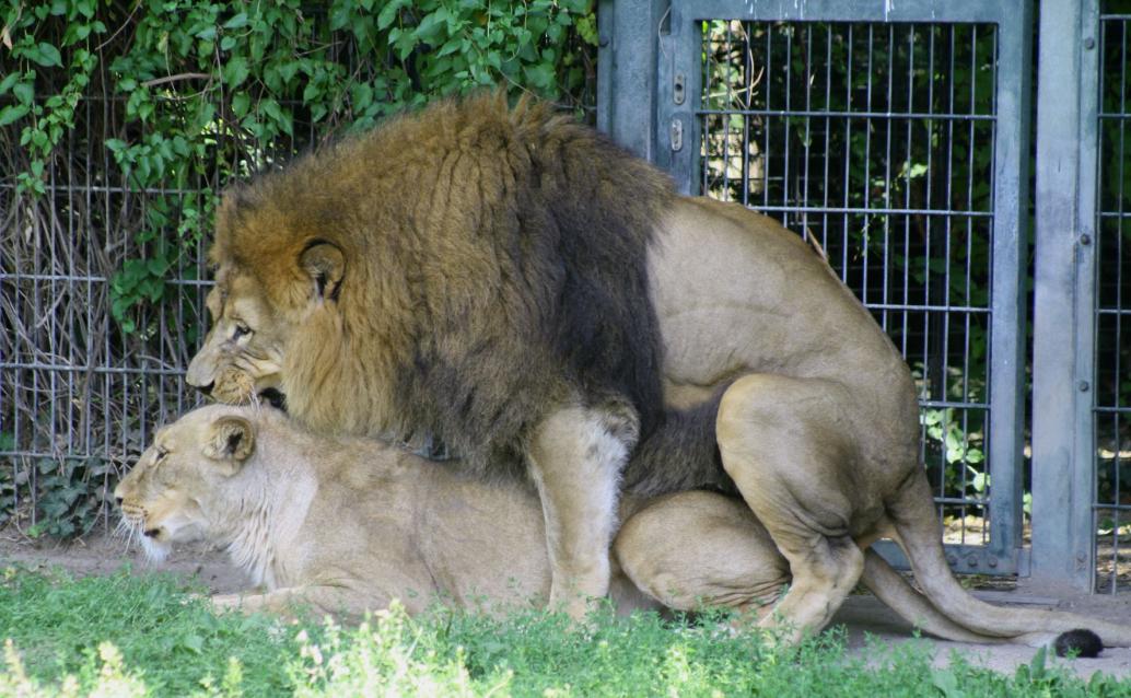 Löwenliebe 14