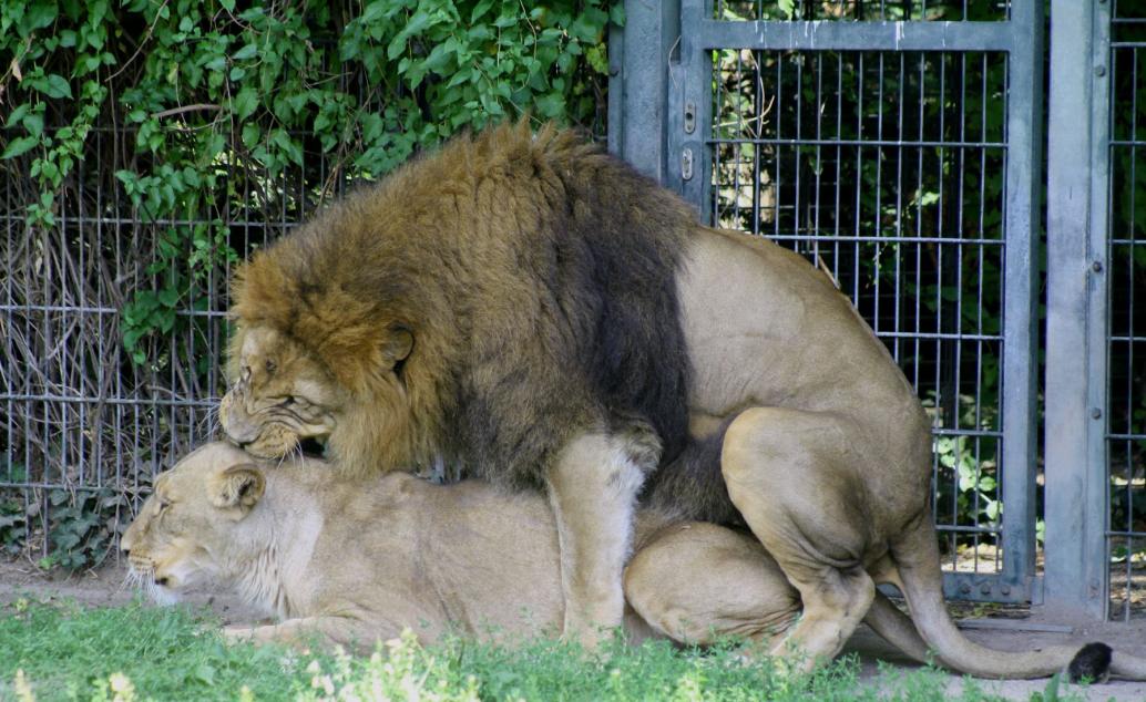 Löwenliebe 15