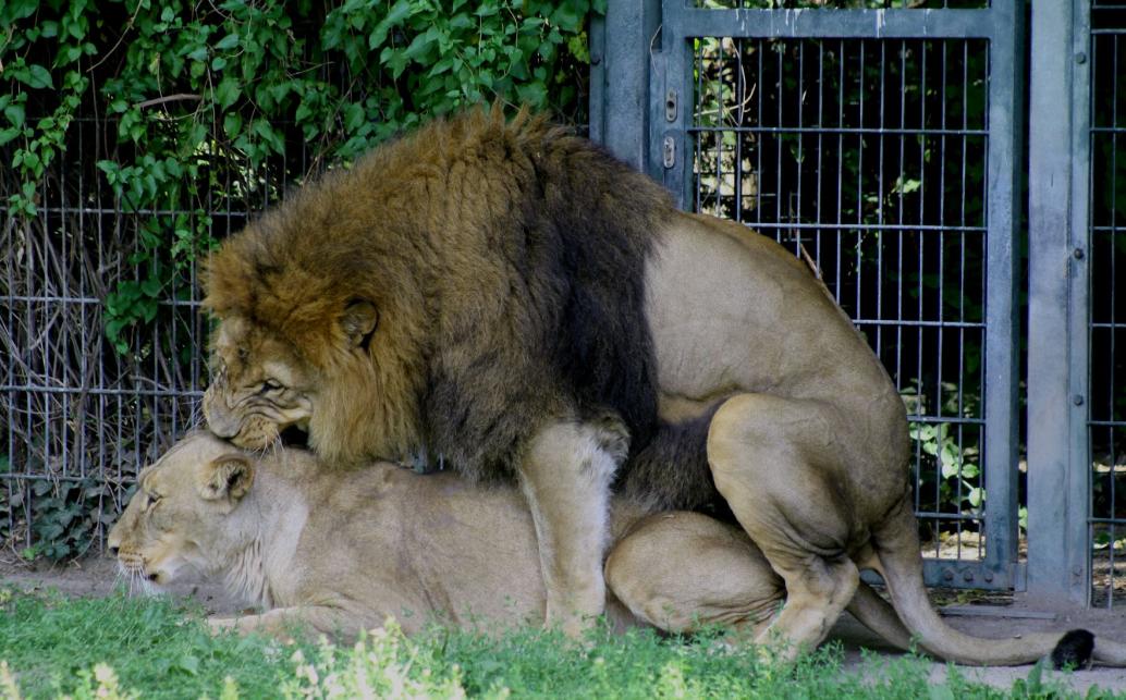 Löwenliebe 16