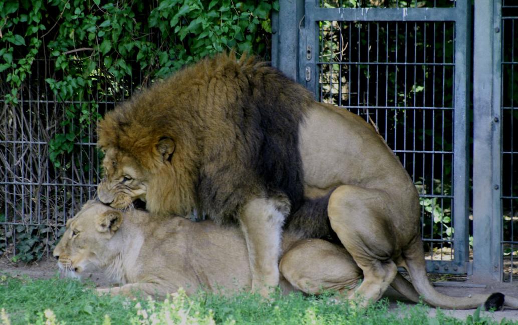 Löwenliebe 17