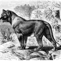 1. Sippe: Löwen (Leo)