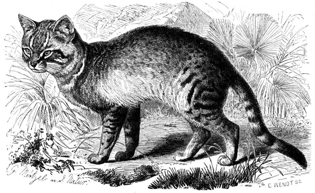 Falbkatze