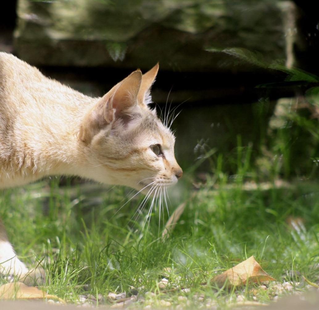 Oman-Falbkatze