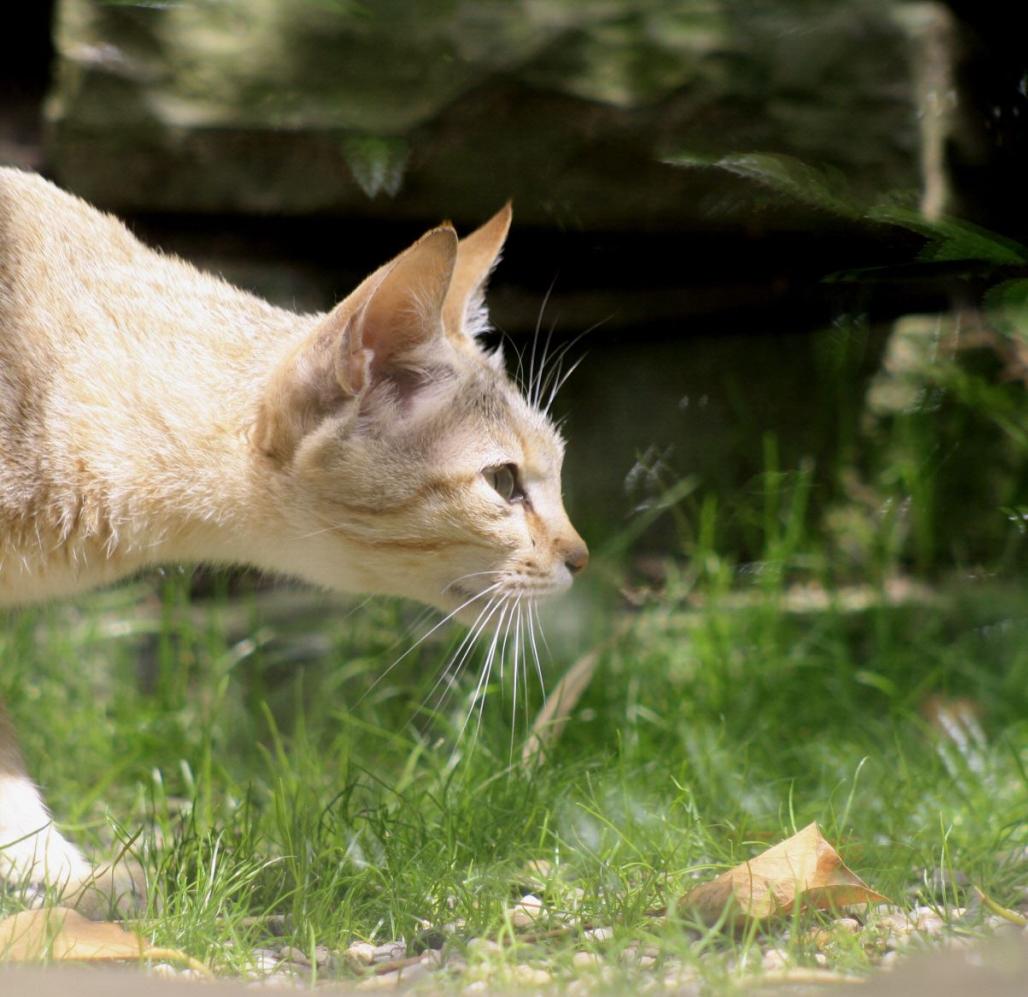 Oman-Falbkatze