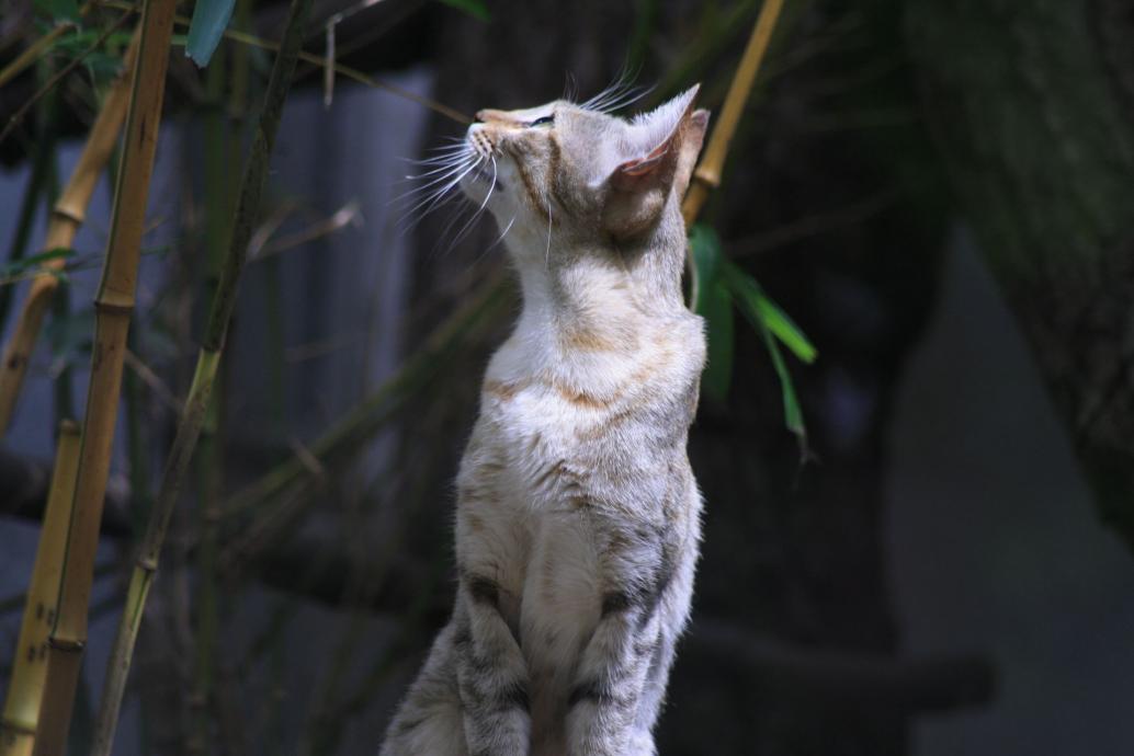 Falbkatze