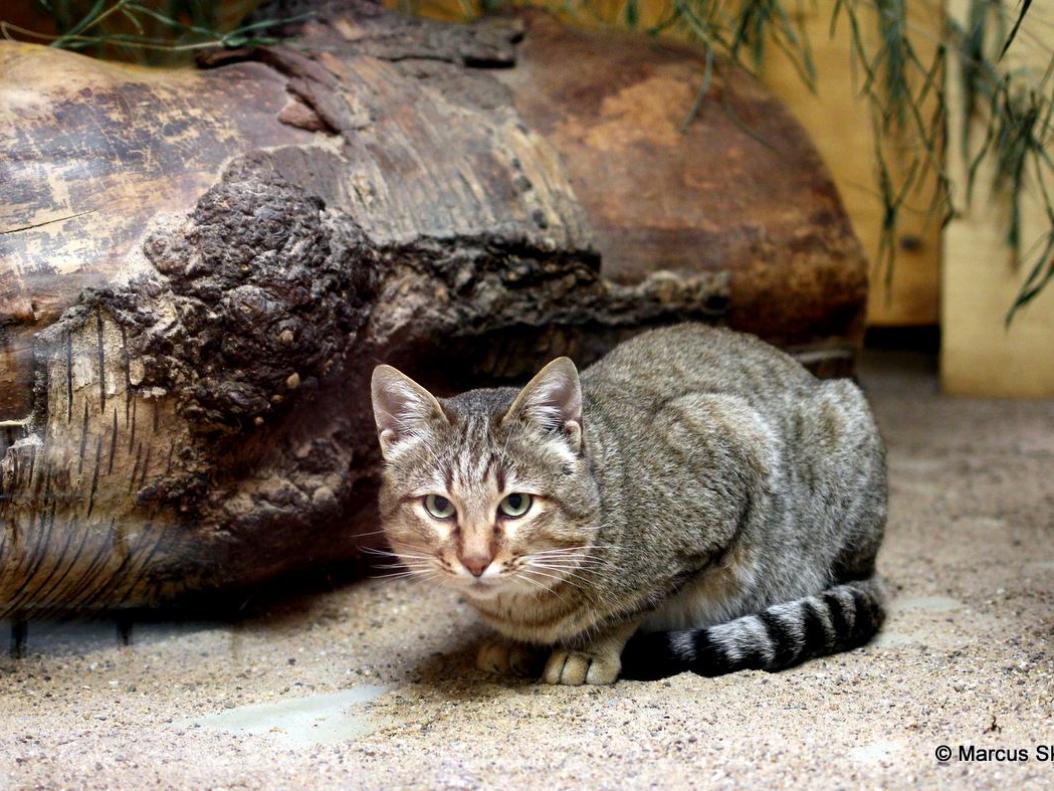 Falbkatze; (Felis silvestris libyca)