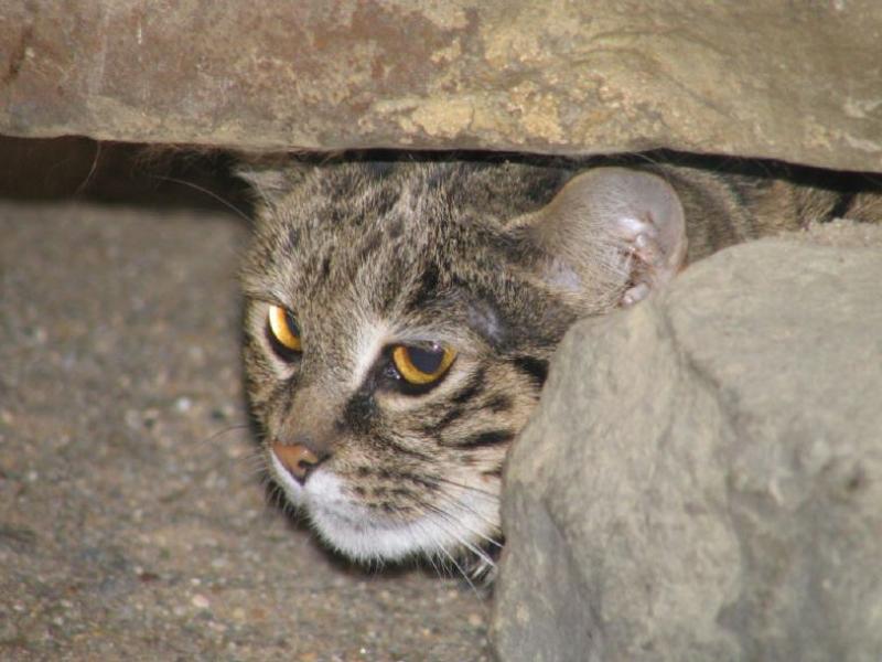 Schwarzfußkatze (Felis nigripes)