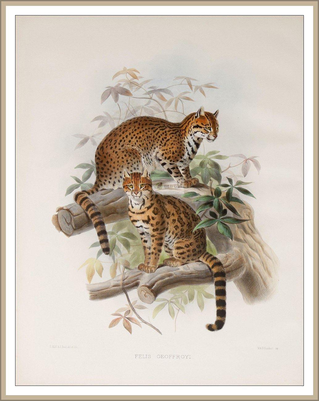 Kleinfleckkatze (Salzkatze)