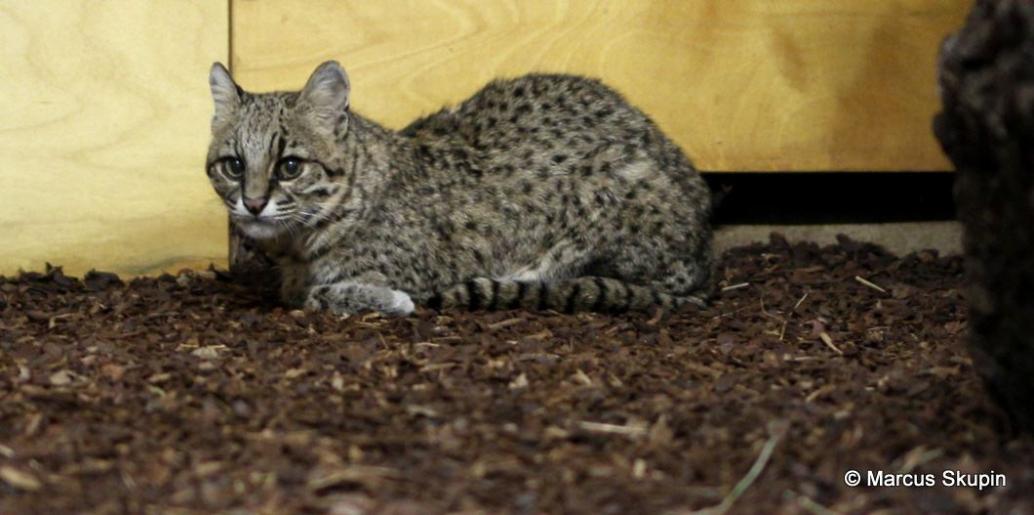 Salzkatze
