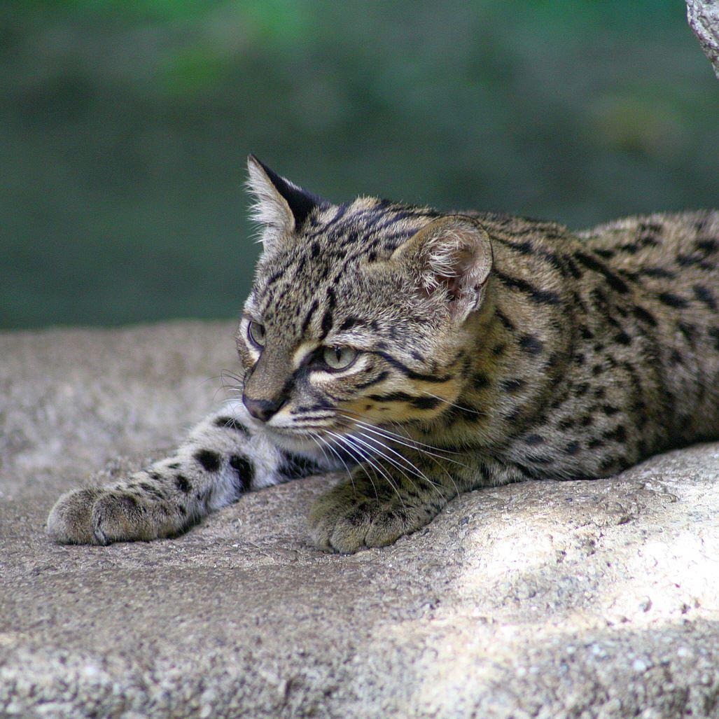 Kleinfleckkatze (Salzkatze)