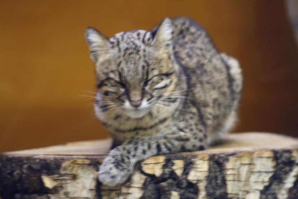 Salzkatze