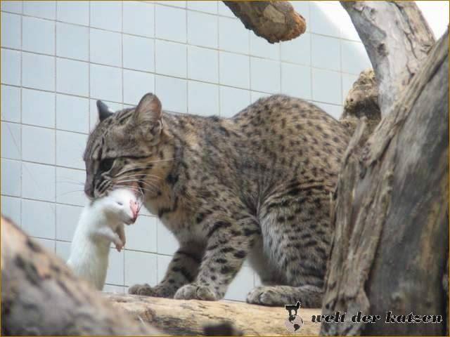 Salzkatze