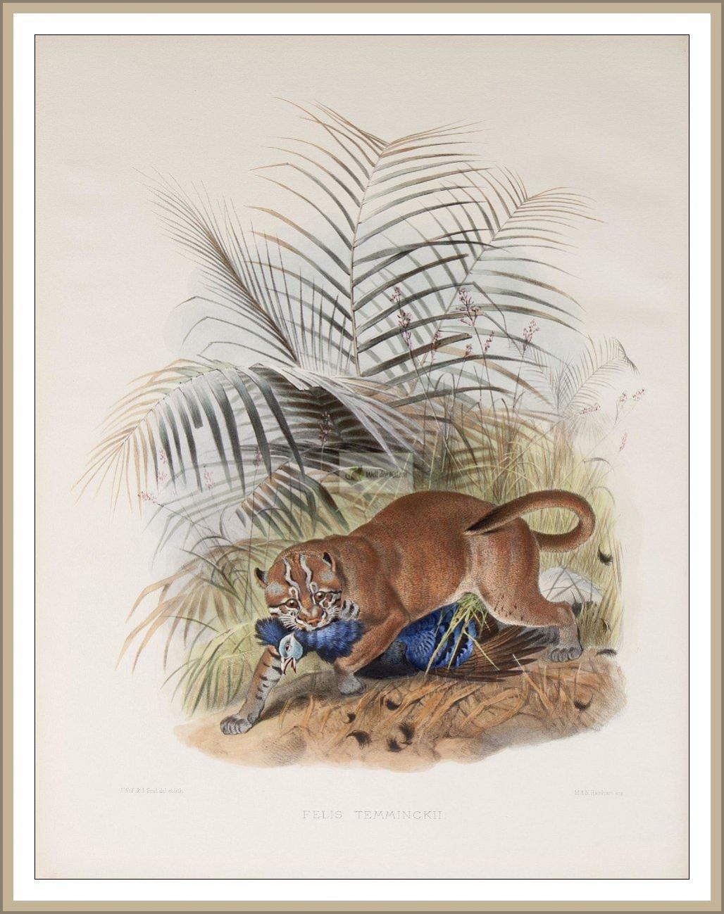 asiatische Goldkatze