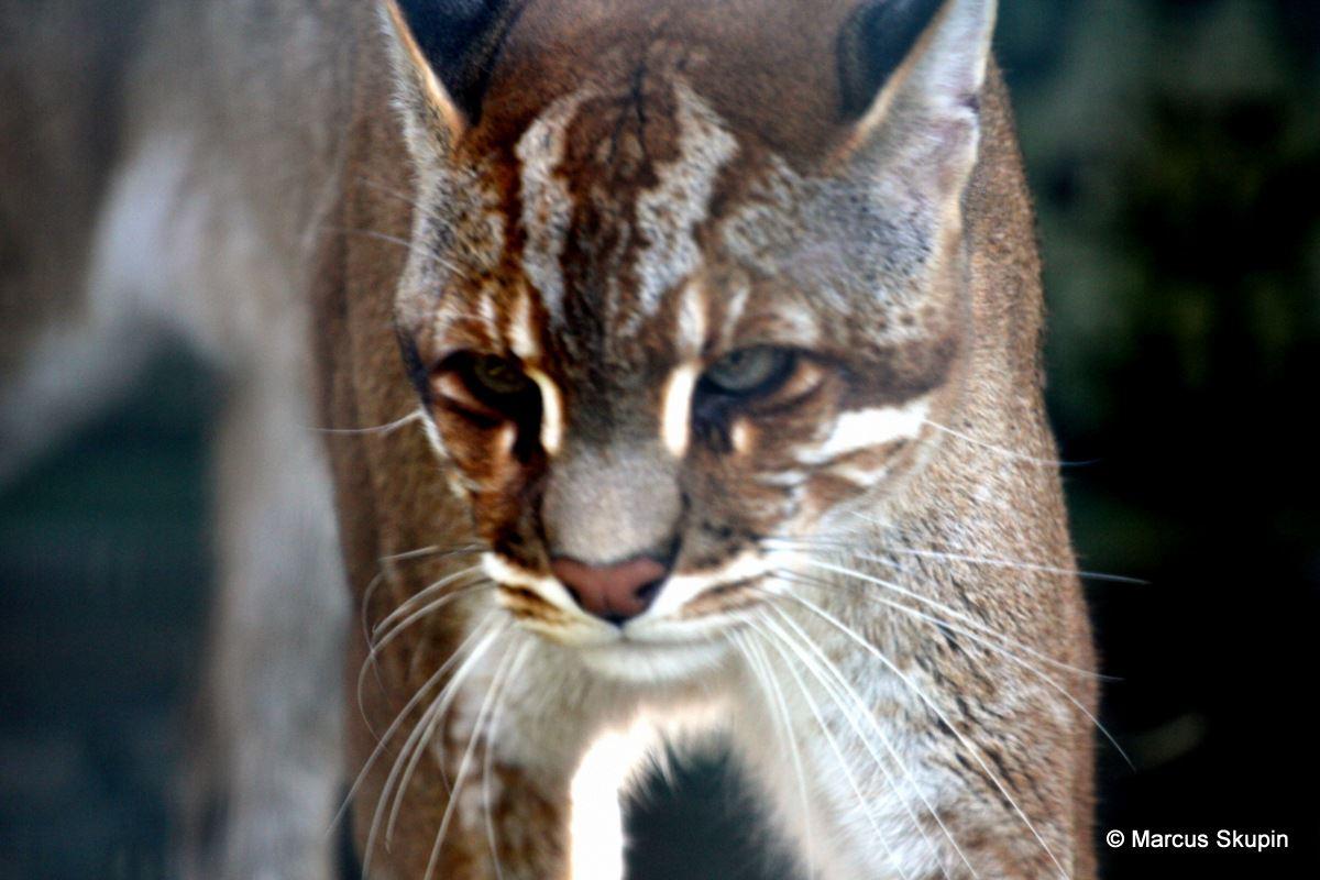 asiatische Goldkatze