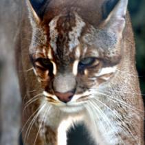 Goldkatze, asiatische
