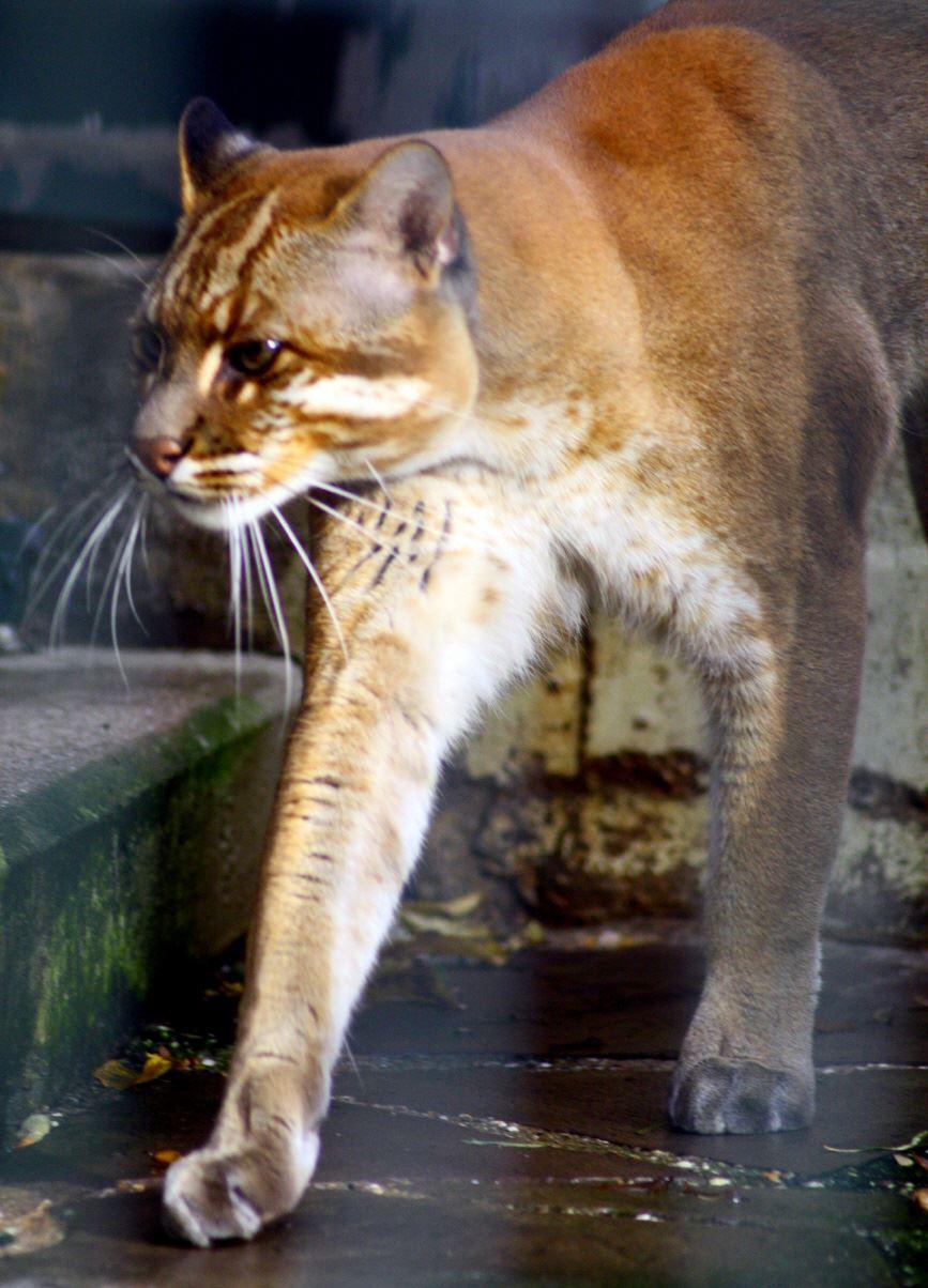 asiatische Goldkatze