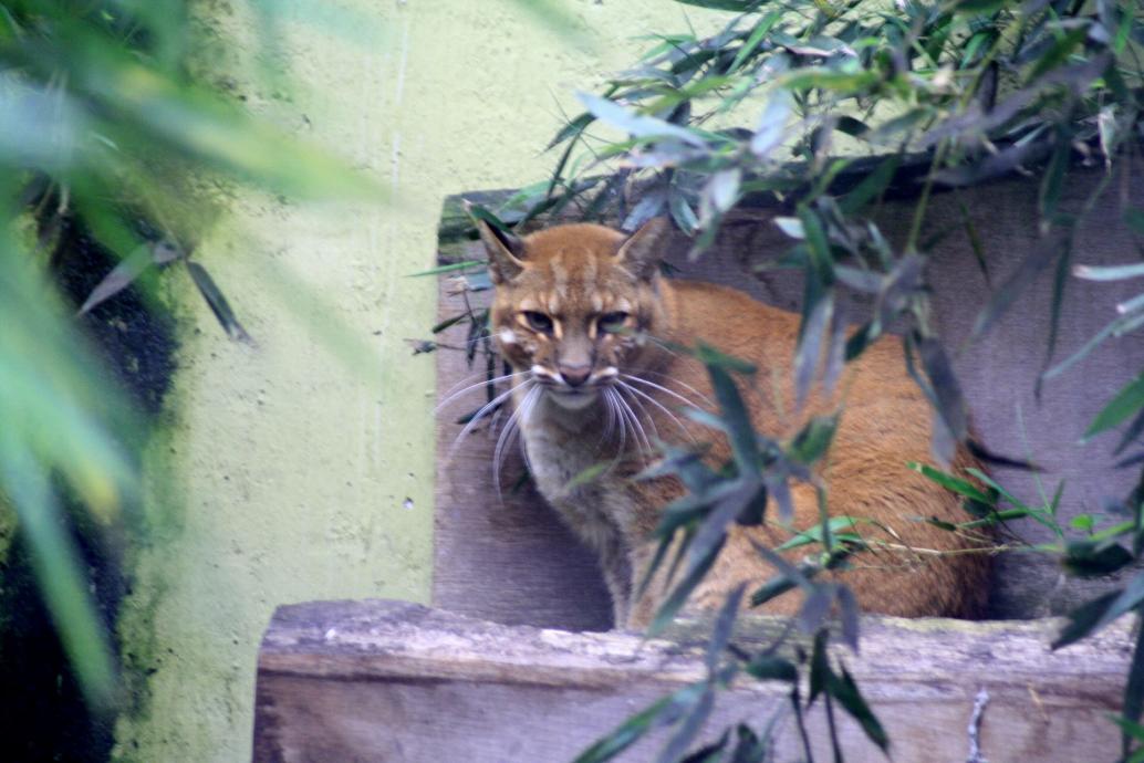 asiatische Goldkatze