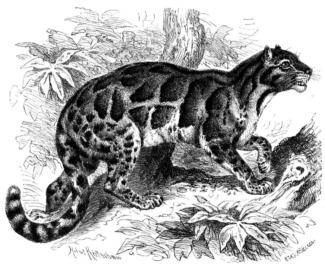 Nebelparder