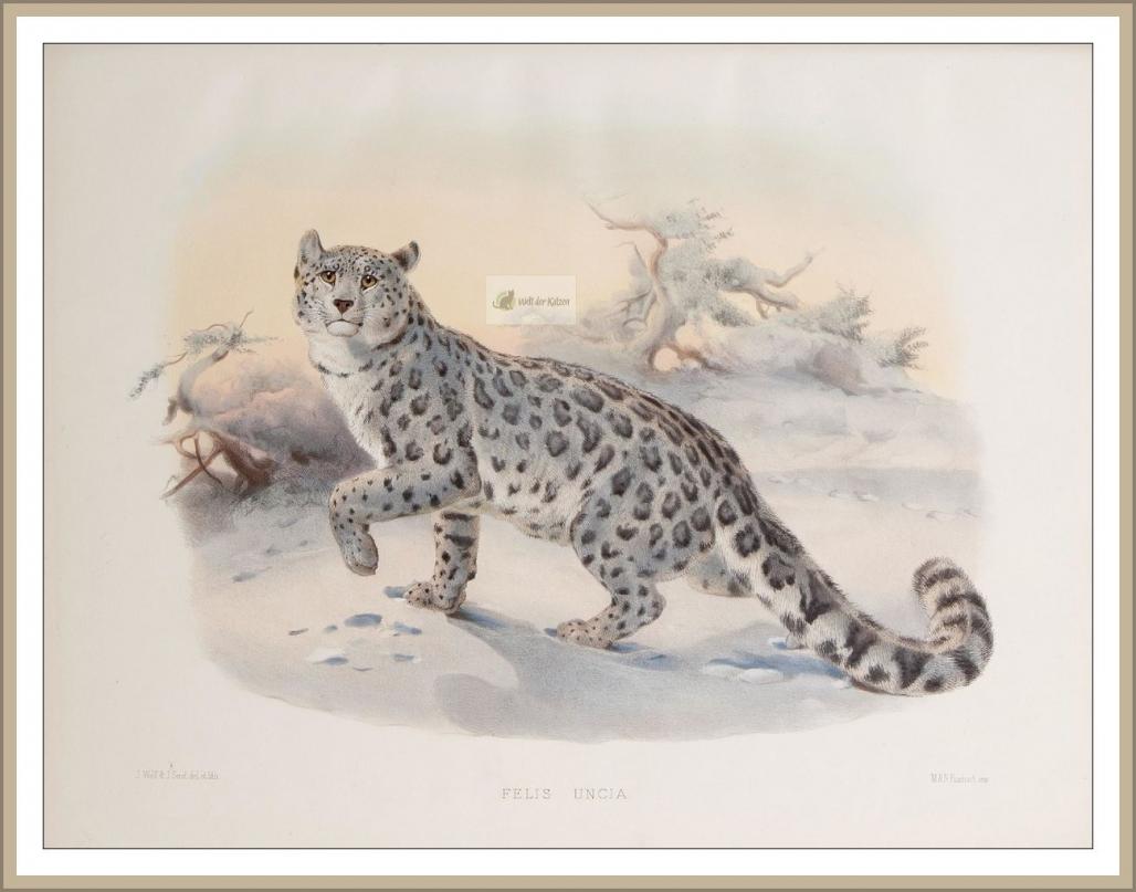 Schneeleopard