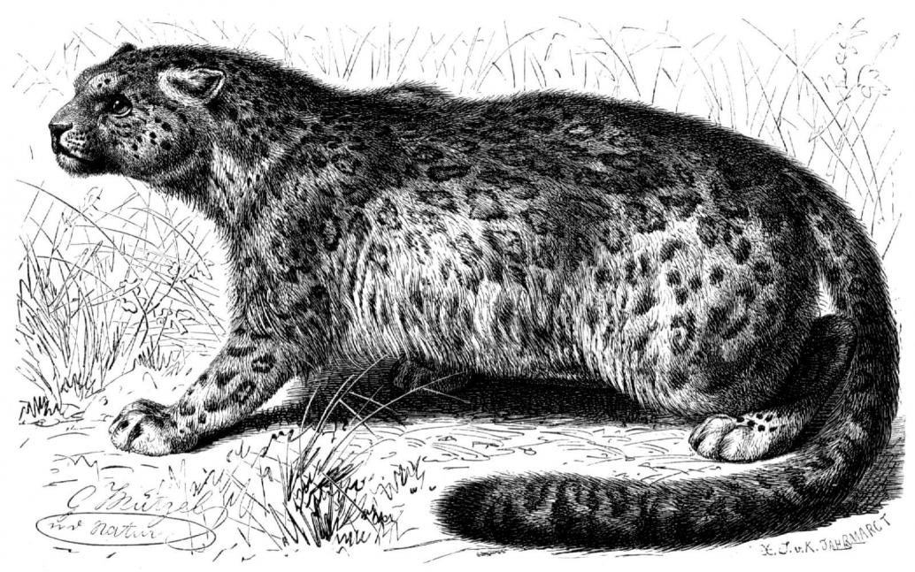 Schneeleopard