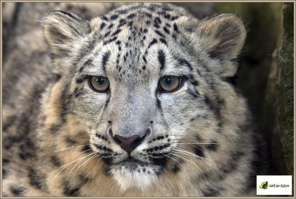 Schneeleopard