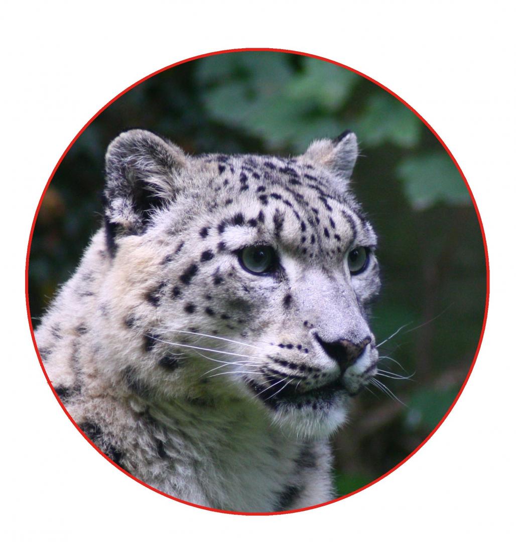 Schneeleopard