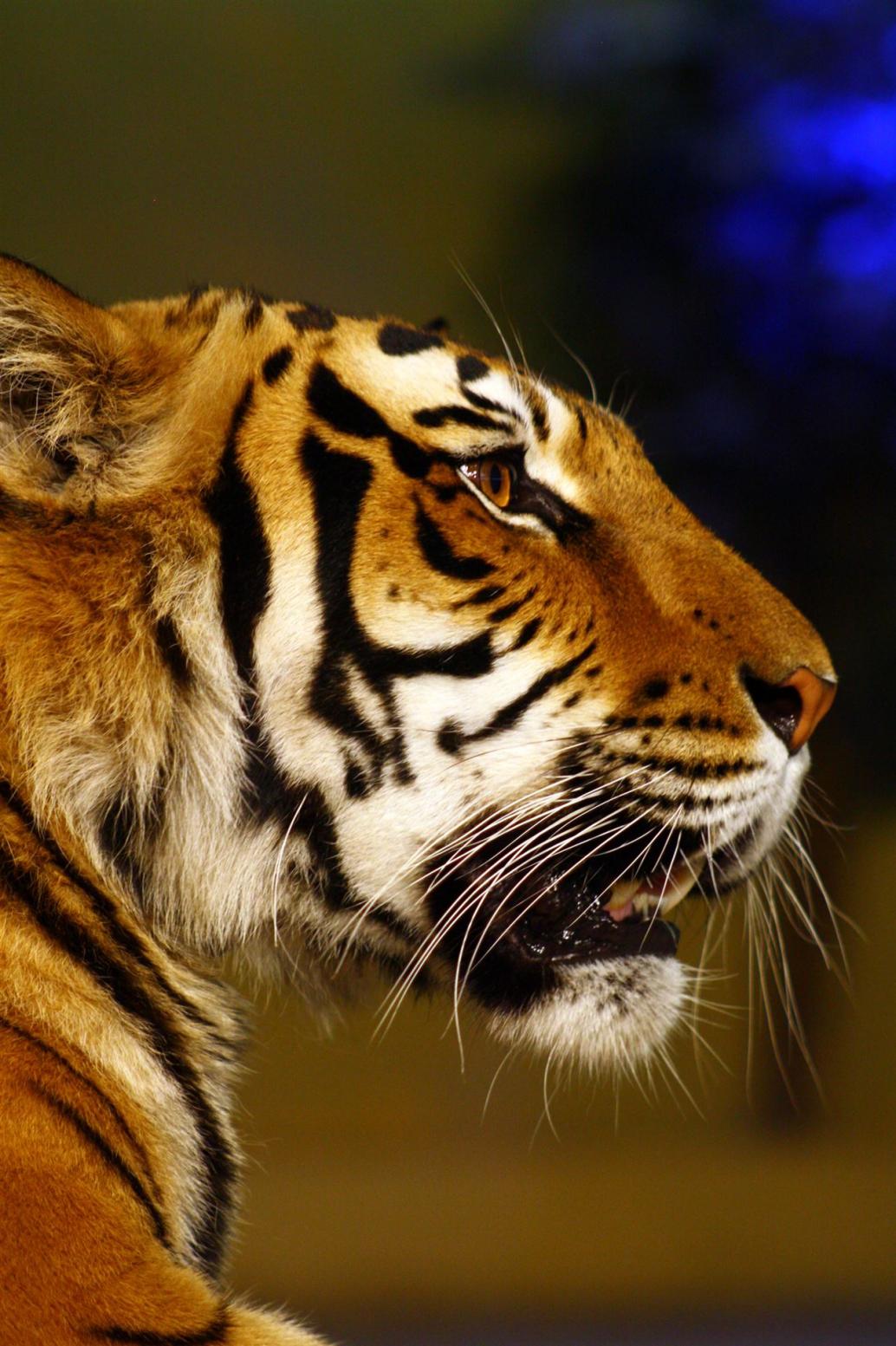 Indira, Bengaltiger