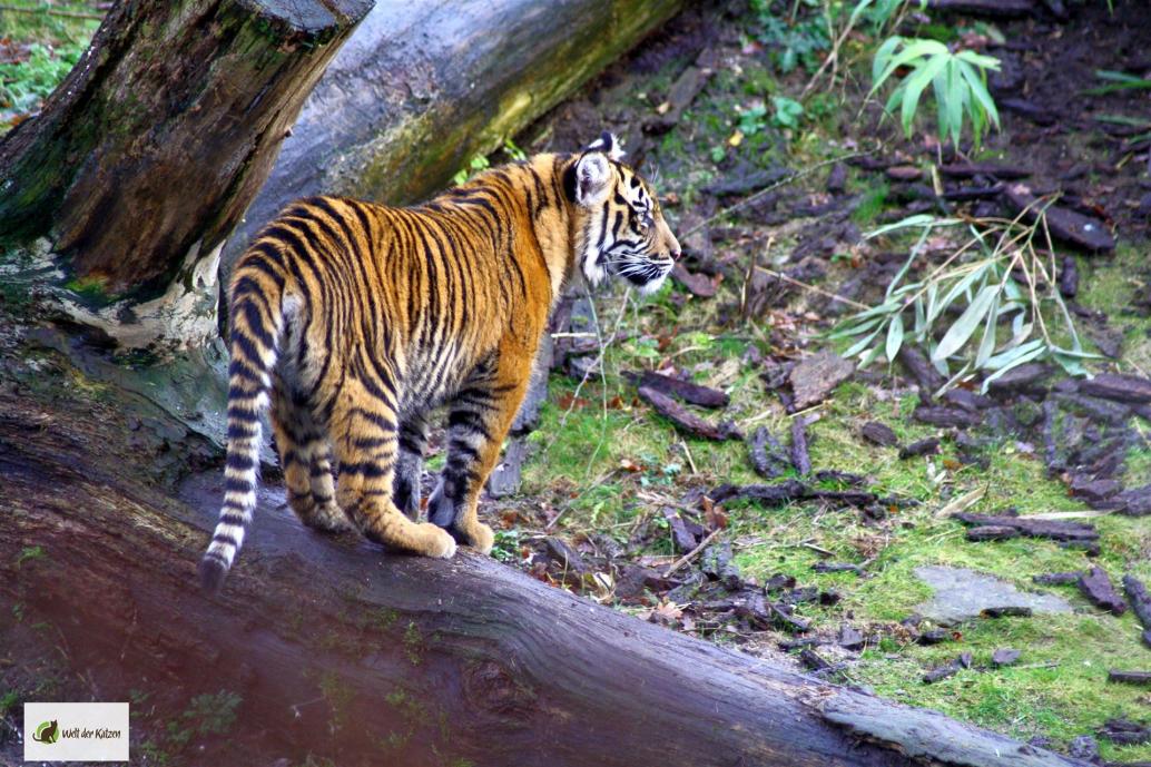Sumatratiger