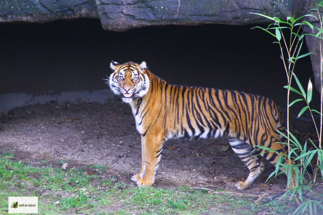 Sumatratiger