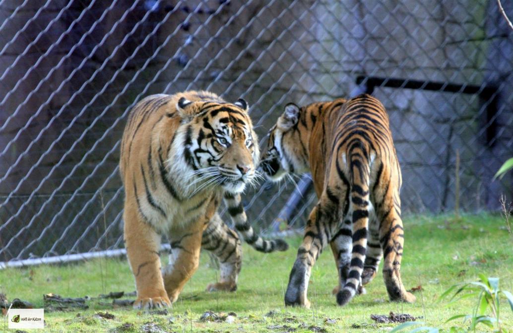 Sumatratiger