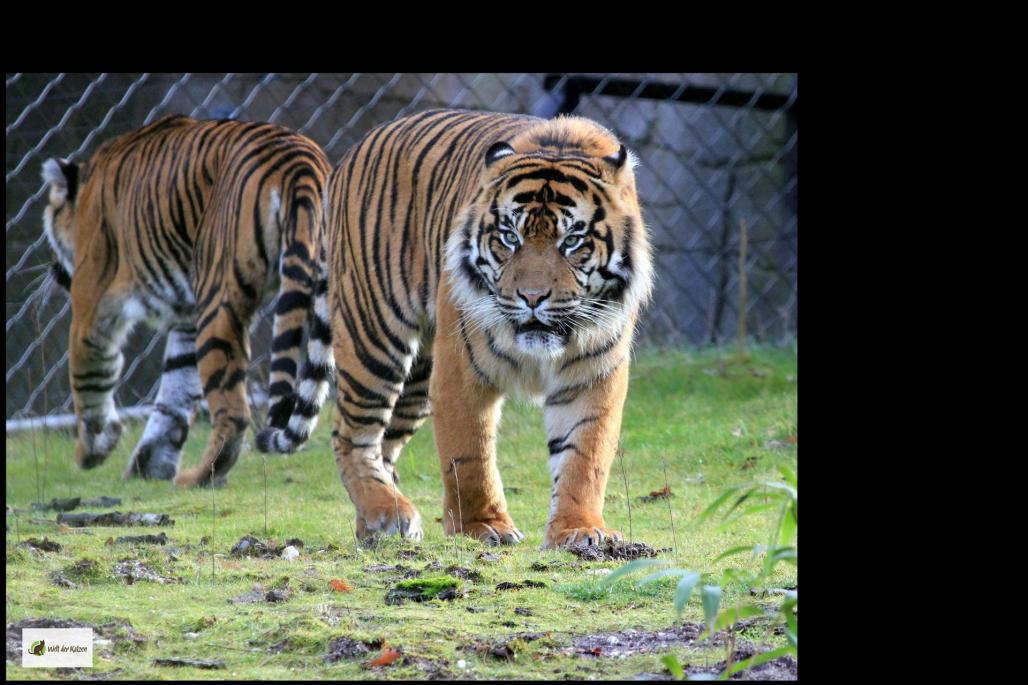 Sumatratiger