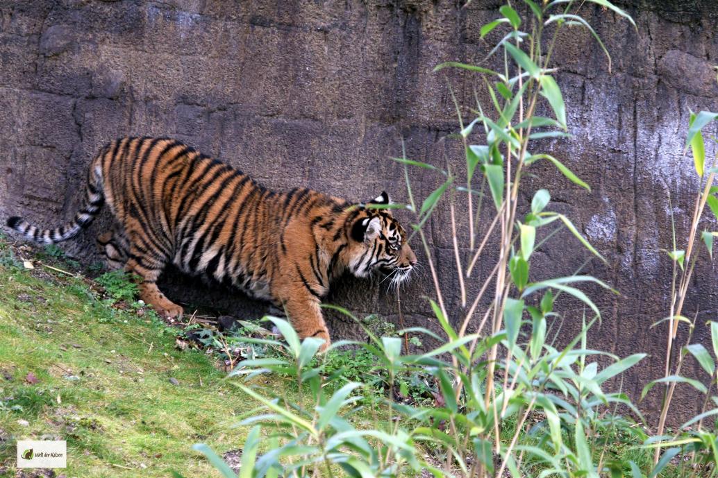 Sumatratiger