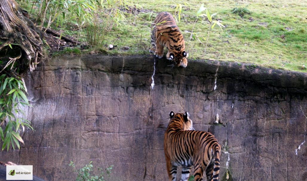 Sumatratiger