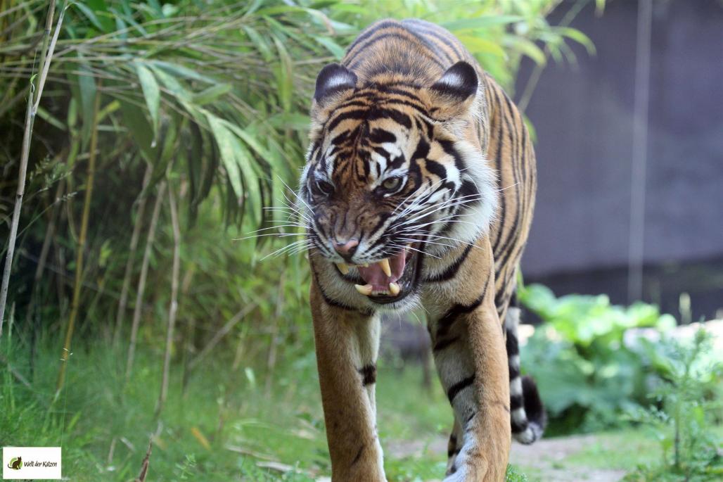 Sumatratiger
