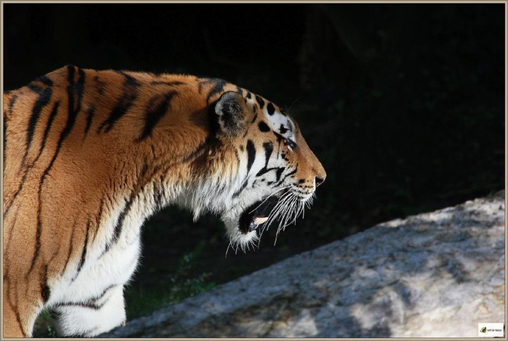 Schnurrhaare, Tiger
