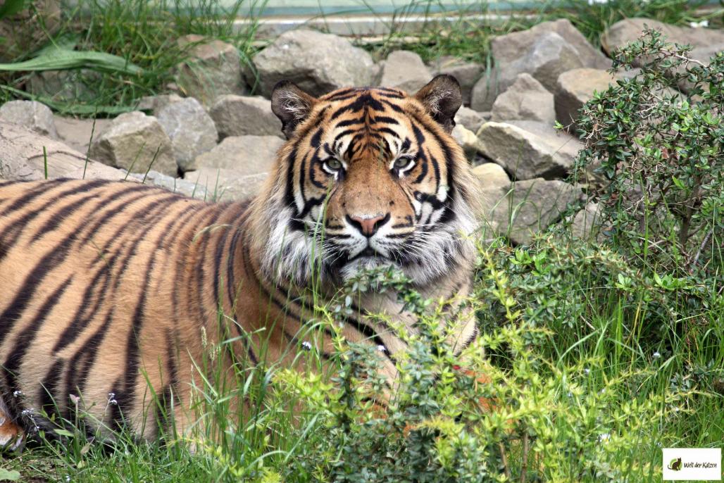 Sumatratiger