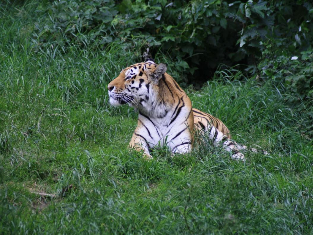 Die Großkatzen (Unterfamilie Pantherinae)