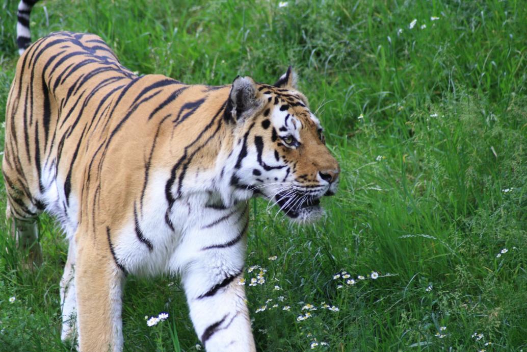 Tiger