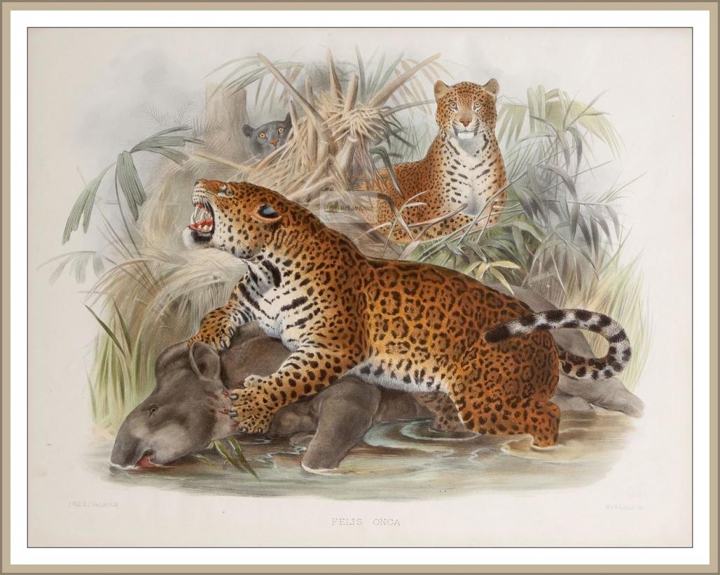 Jaguar mit Beutetapir