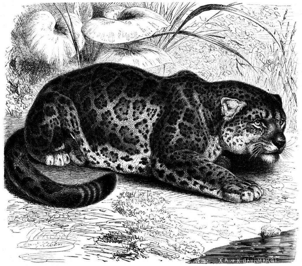 Jaguar