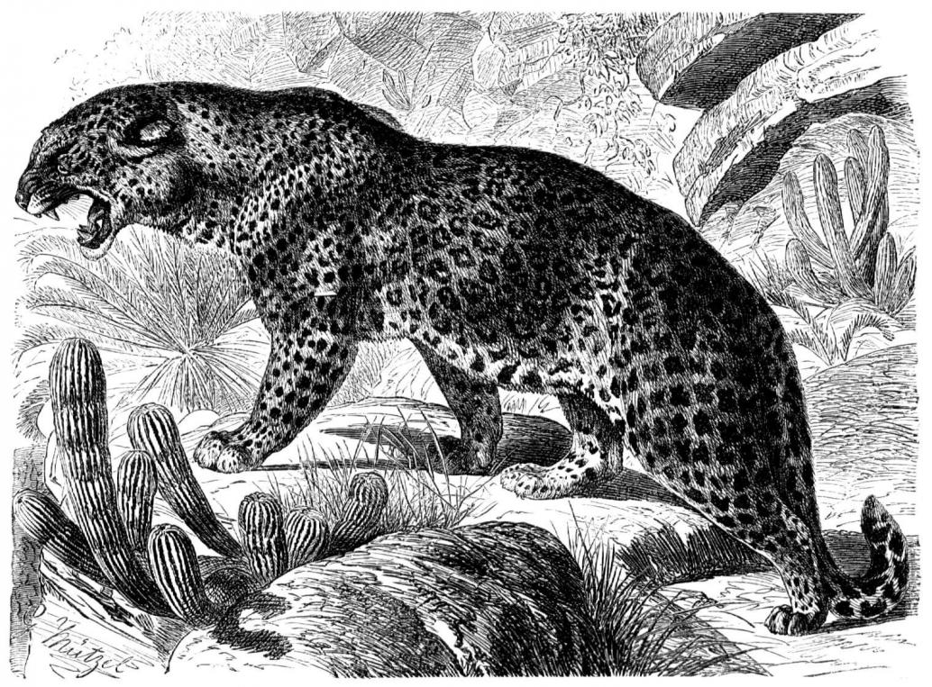 Leopard