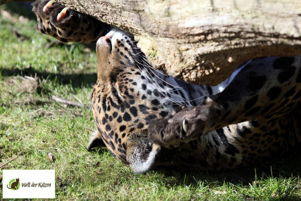 Jaguar