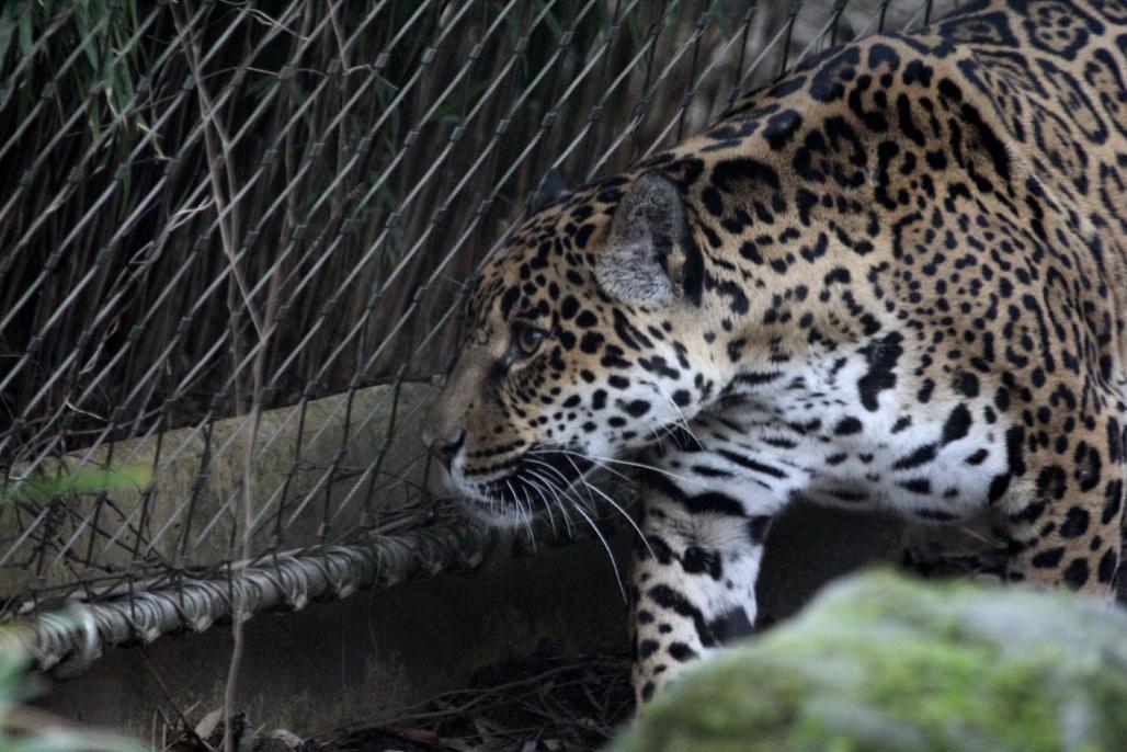 Zoo-Jaguar