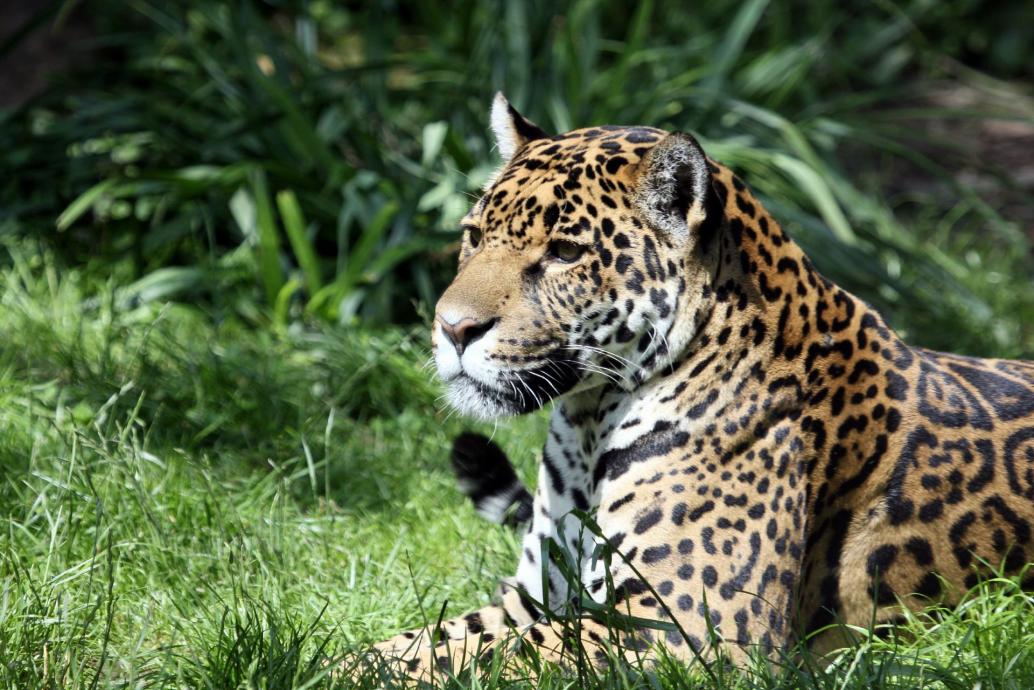 Jaguar