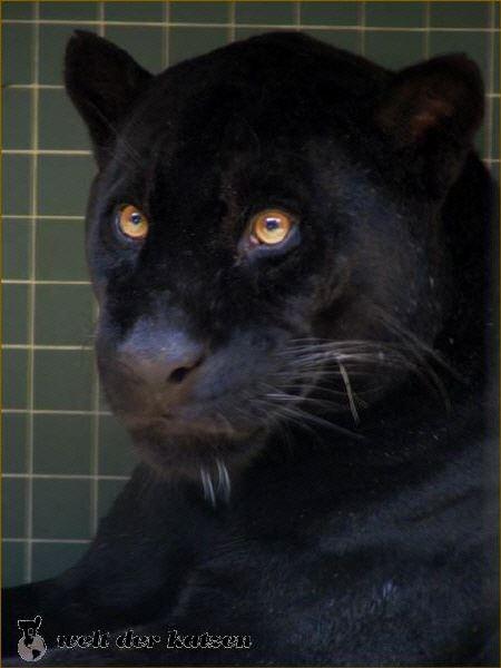 schwarzer Jaguar