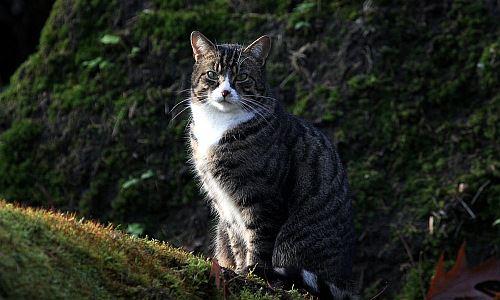 Hauskatze