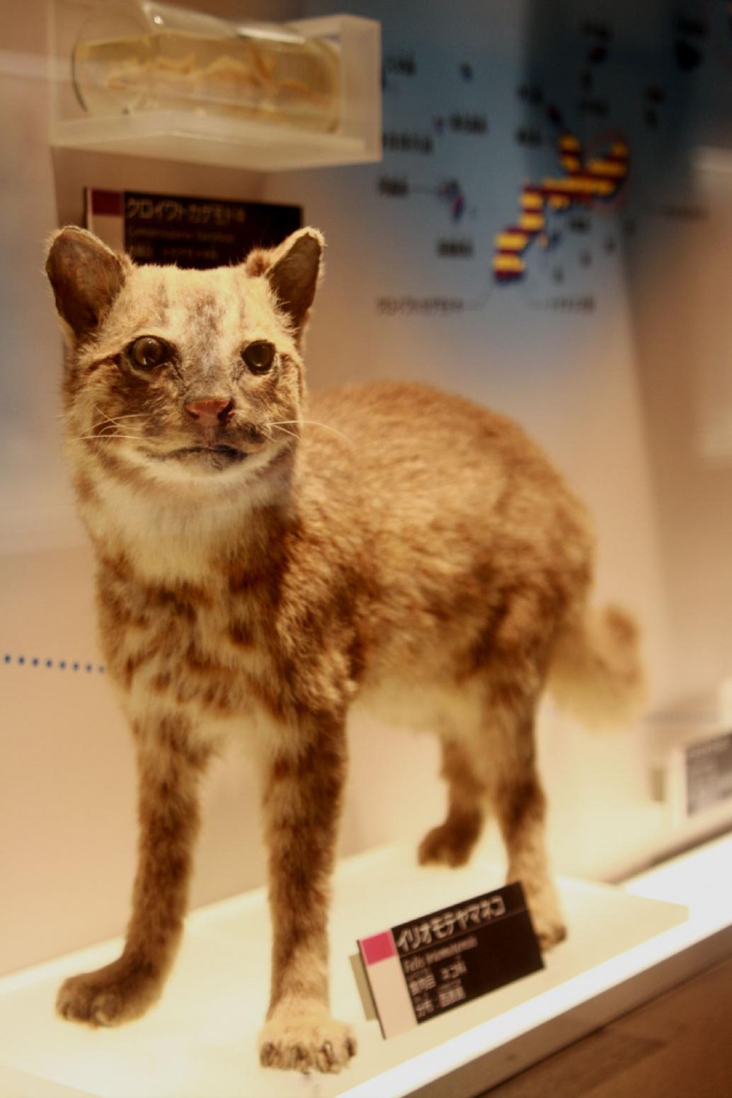 Iriomotekatze