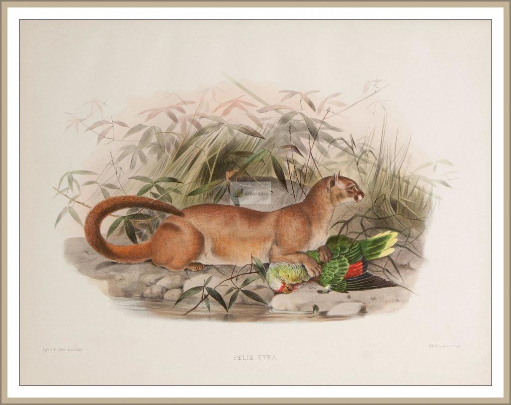 Jaguarundi